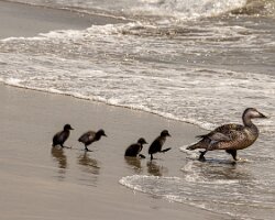 Dieren
